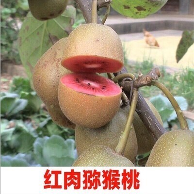 平邑县红心猕猴桃苗 嫁接苗 
