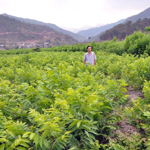 景东县大泡核桃苗