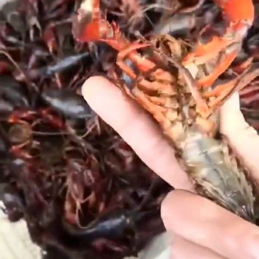 苏州监利小龙虾 4-6钱 人工养殖 