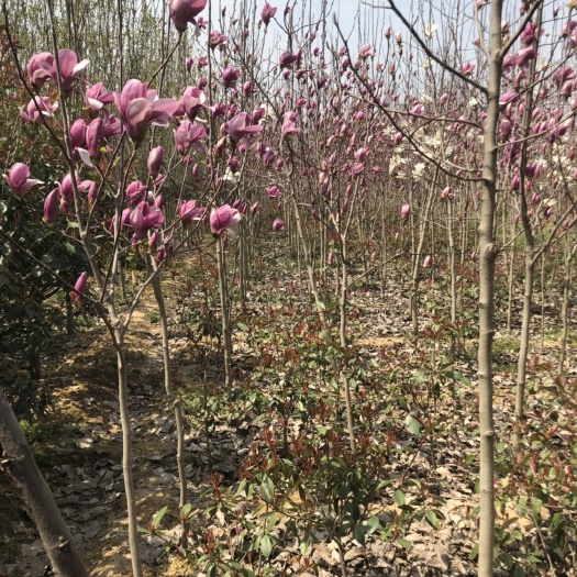 沭阳县紫玉兰