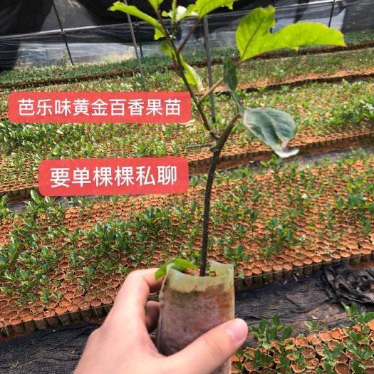 灵山县黄金百香果苗