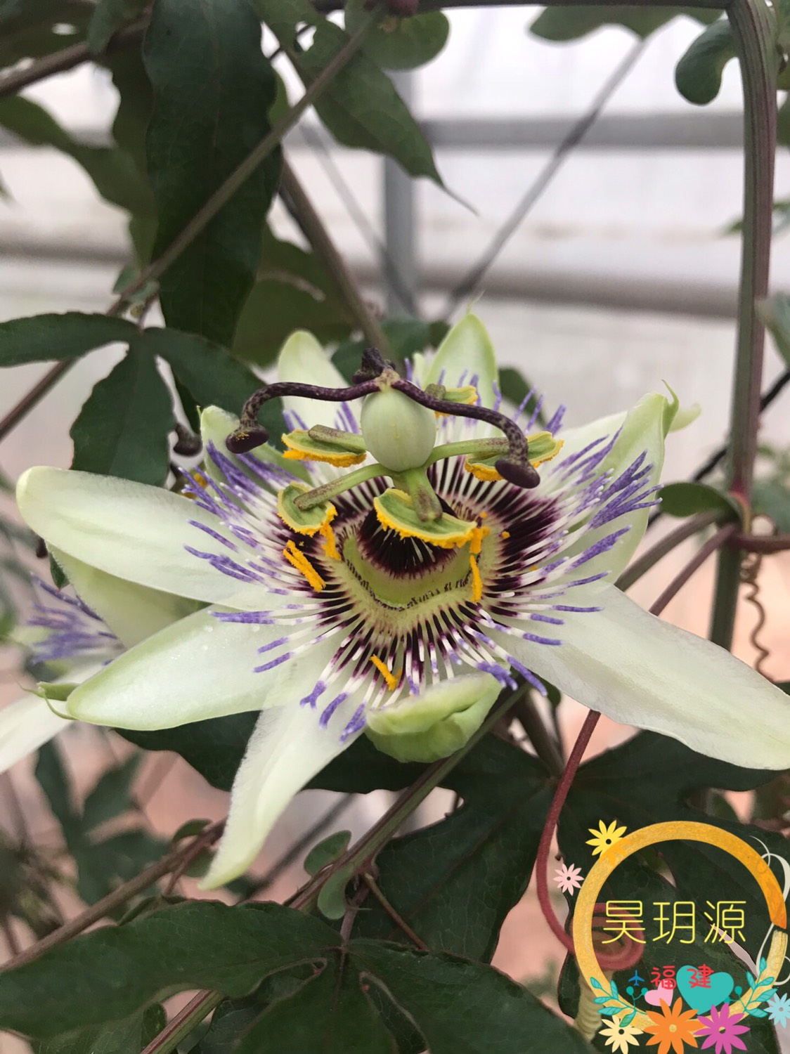 甜蜜蜜百香果苗 嫁接苗
