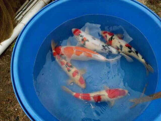 博罗县锦鲤鱼苗 统货
