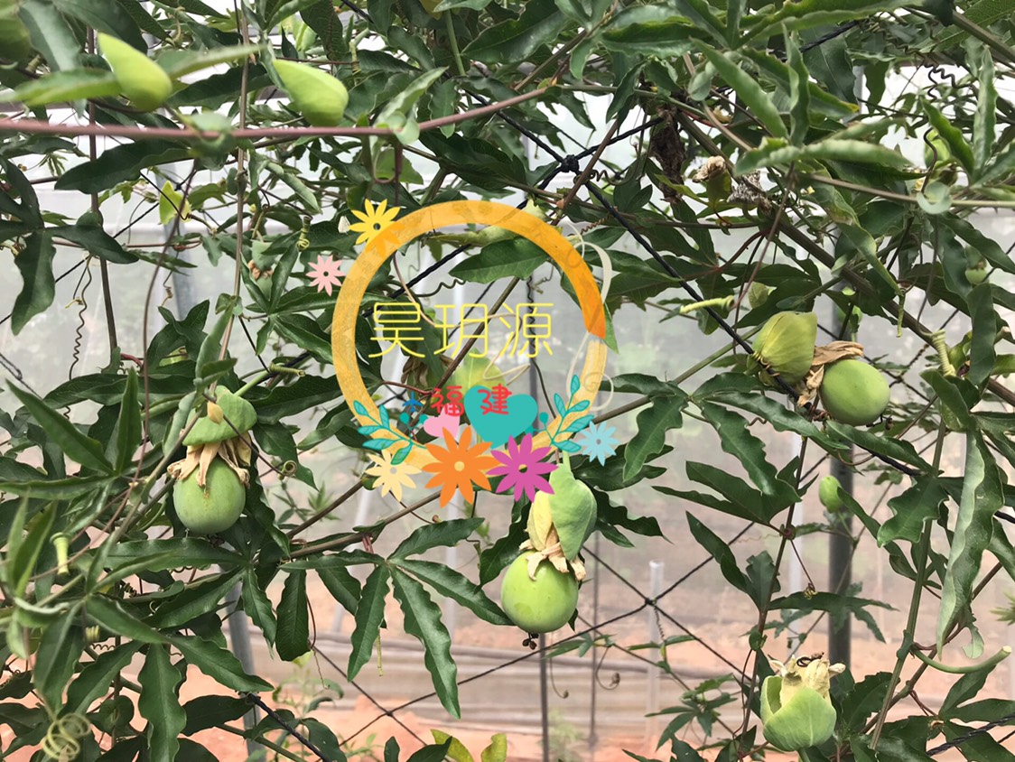 甜蜜蜜百香果苗 嫁接苗