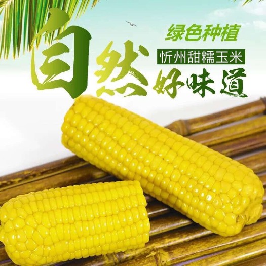 甜糯玉米 精品原产地黄玉米