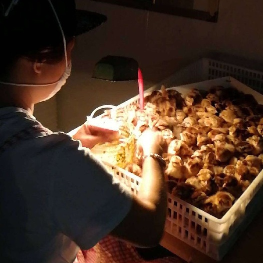 广州三黄鸡苗 三黄土鸡之土三母黄羽快大肉鸡