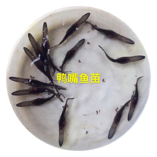 台山市鸭嘴鱼苗 