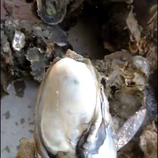 北海北海牡蛎 4-5两/只 人工养殖 