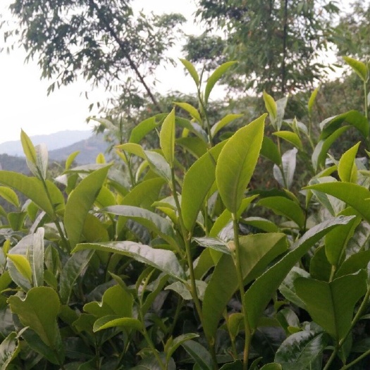 芒市云南绿茶 特级 散装 
