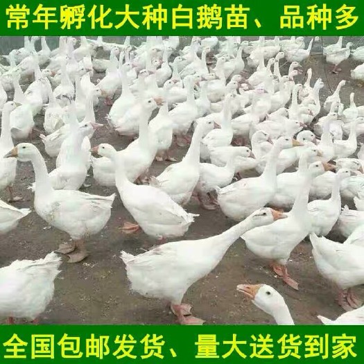 莆田白鹅苗 鹅苗大三花鹅苗纯种皖西白鹅苗大