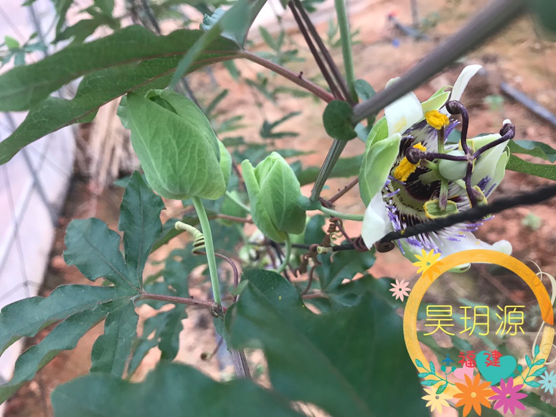 甜蜜蜜百香果苗 嫁接苗