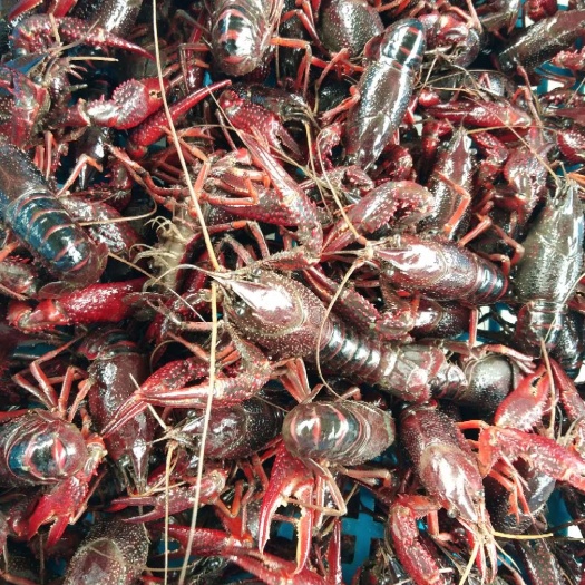 贵阳龙虾苗 