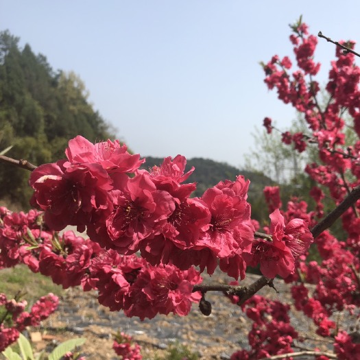苍溪县菊花碧桃