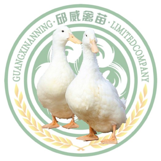 南宁 桂柳鸭苗  樱桃谷鸭苗 质量保证 运输包活 包打疫苗