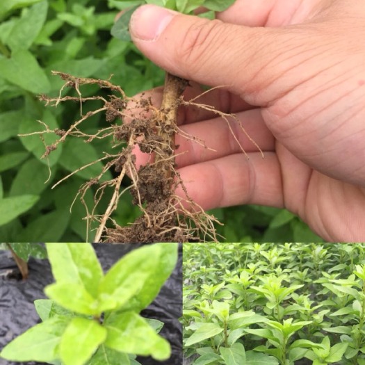 阳春市枸杞叶苗叶用枸杞菜苗枸杞苗食用菜用甜菜种子苗大叶枸杞苗