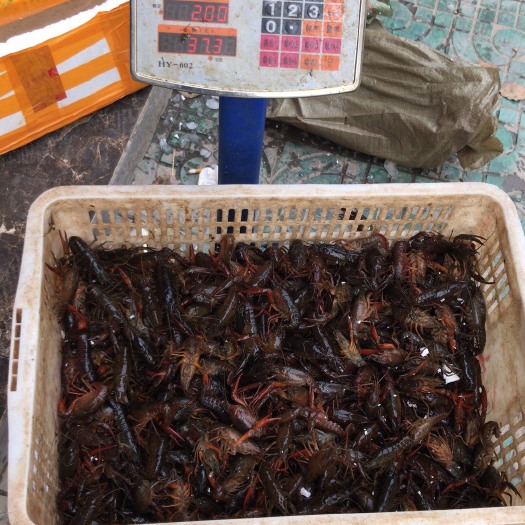 公安县潜江小龙虾 6-8钱 湖虾