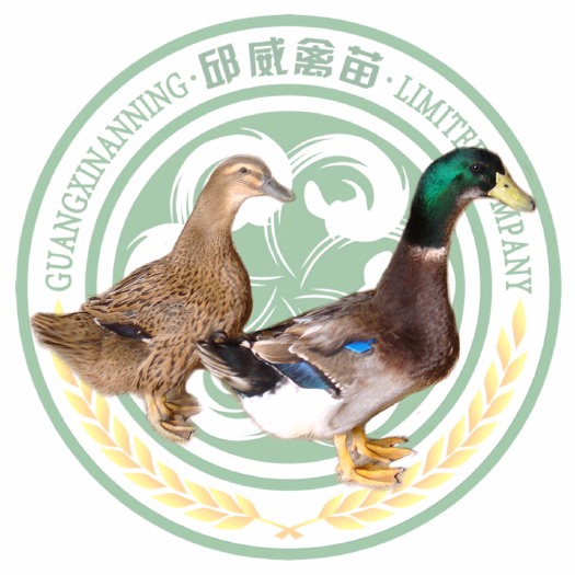 南宁麻鸭苗 质量保证 运输包活 包打疫苗 厂家直销