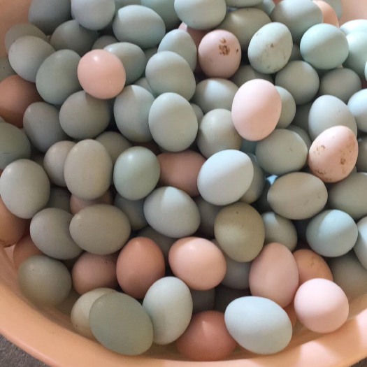 厦门绿壳鸡蛋 箱装 食用 