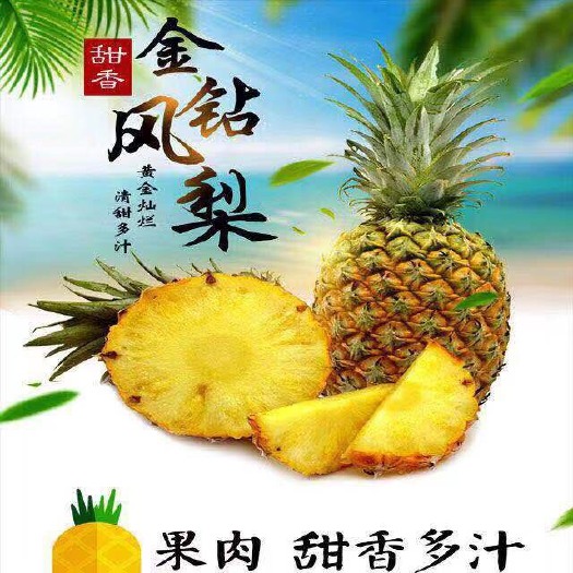海口金钻十七号凤梨 海南金钻凤梨
