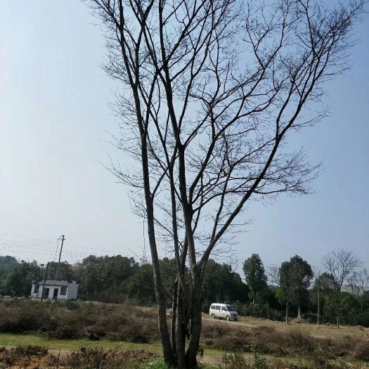 金华小叶朴 