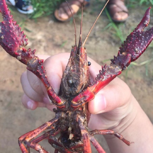 贵阳龙虾苗 