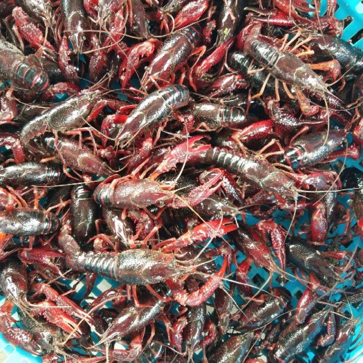 贵阳龙虾苗 