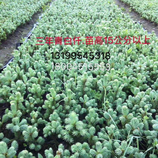 哈尔滨云杉青白仟