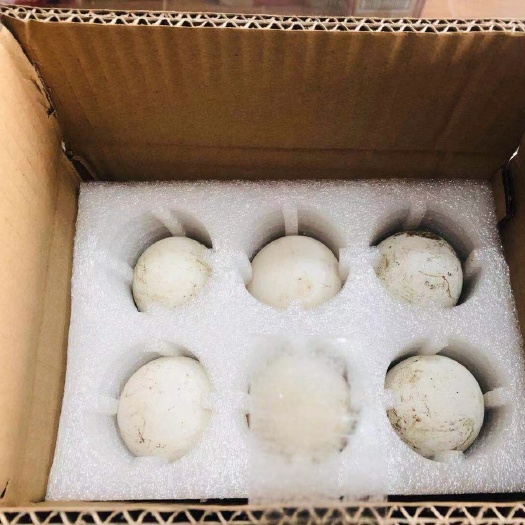 焦作种鹅蛋 箱装 孵化