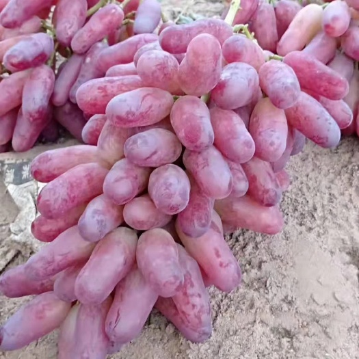 昌黎县 美人指葡萄苗.基地直发.质量纯度有保证