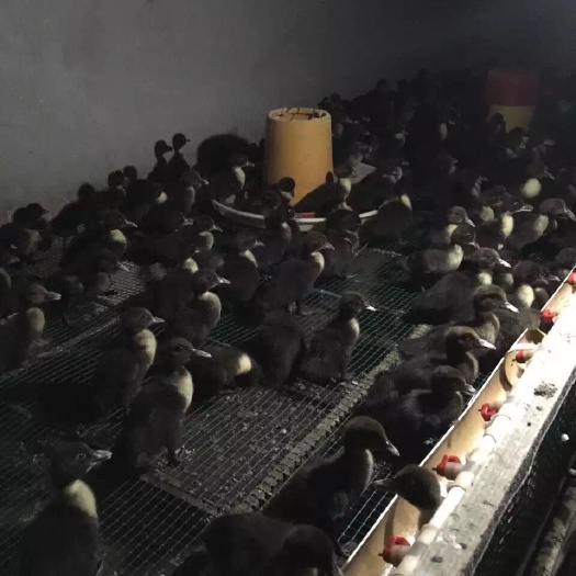 莆田 黑番鸭苗半番鸭中种大种全国发货