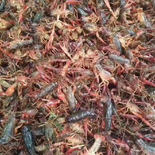贵阳龙虾苗 