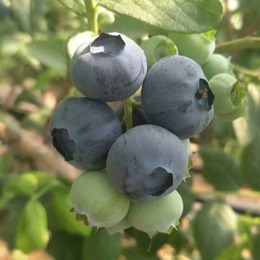 蓝丰蓝莓 12 - 14mm以上 鲜果