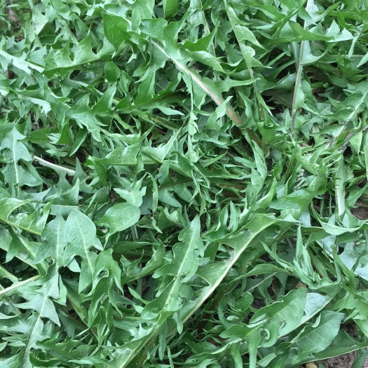 商丘蒲公英（鲜食）