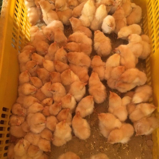 南宁三黄鸡苗