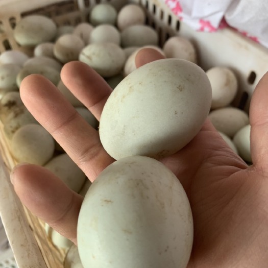 信阳白鸭蛋 食用 箱装 