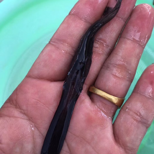广州鸭嘴鱼苗，快大好养，肉质细嫩，大量现货批发