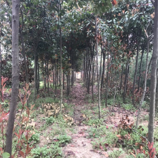 南京高杆红叶石楠 