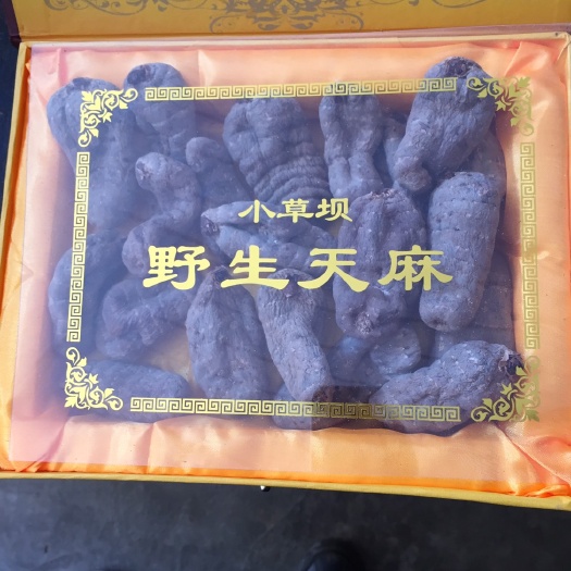 昭通 云南昭通小草坝天麻