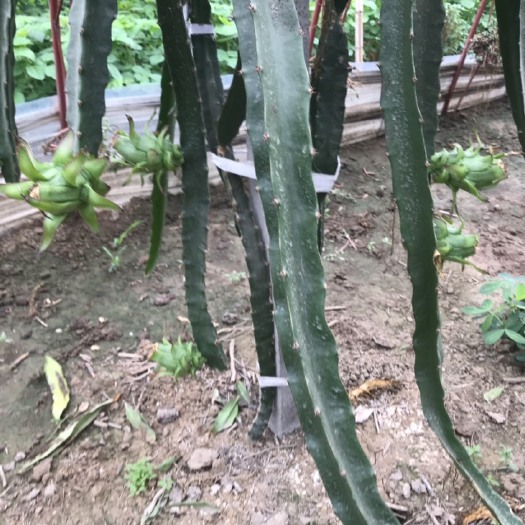石家庄蜜龙火龙果苗 