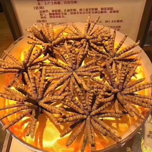 昆明冬虫夏草 