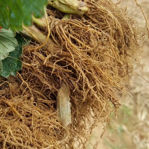 泰安宁玉草莓苗 地栽苗 10~20公分 