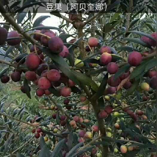 景东县油橄榄苗  ，油橄榄，橄榄
