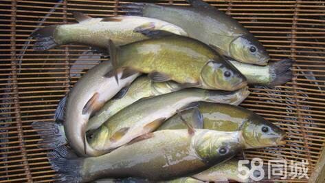 池塘草鱼 0.5-2.5公斤 人工养殖 