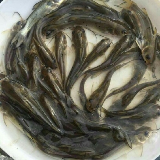钳鱼苗  美国斑点叉尾鱼苗/斑点叉尾鮰鱼苗/叉尾鱼苗/江团鱼苗/苗场