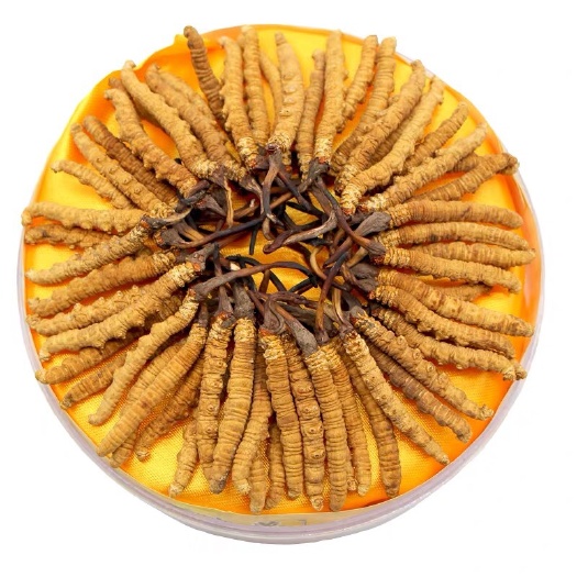 昆明冬虫夏草 