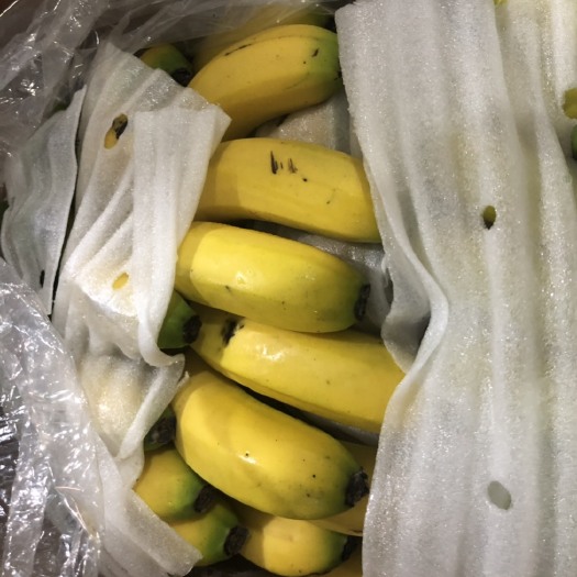 崇州市西双版纳香蕉 七成熟 