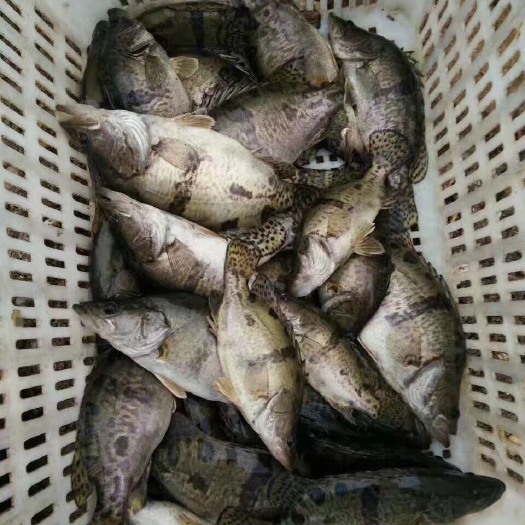 南充池塘草鱼 1.5-3公斤 人工养殖 