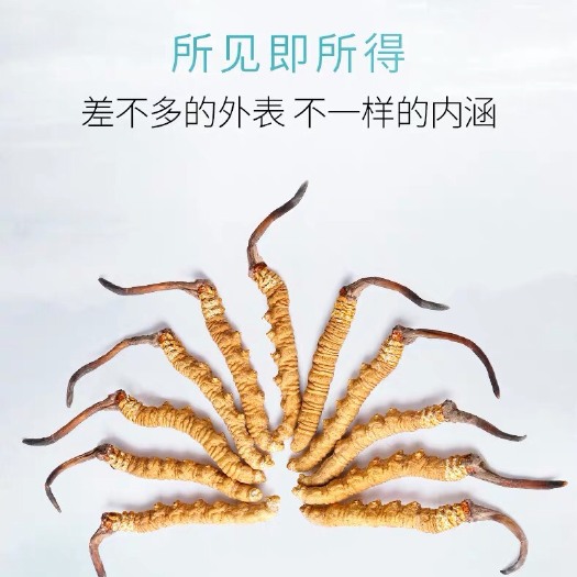 昆明冬虫夏草 