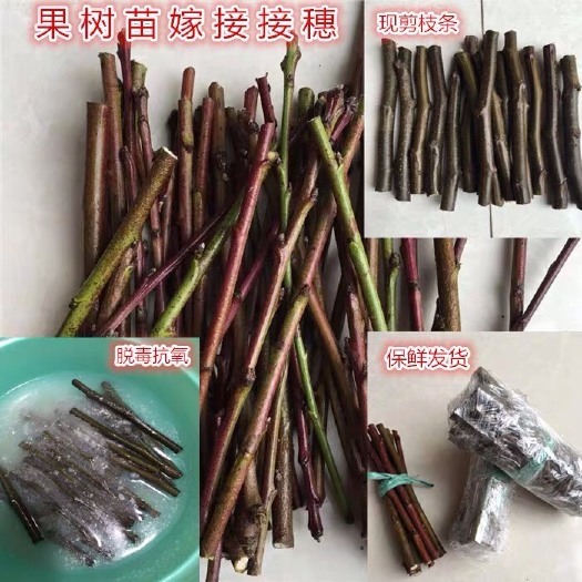平邑县梨树嫁接枝条 苹果，葡萄，柿子，杏李子核桃等