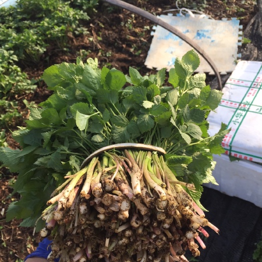 集安市自家冷棚大叶芹 质量好